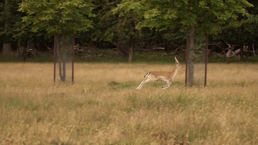 Deer catching up to its herd in a peaceful meadow surrounded by lush green trees