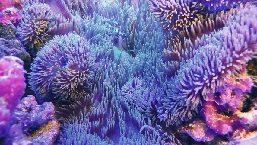 sea ​​anemones moving with the current