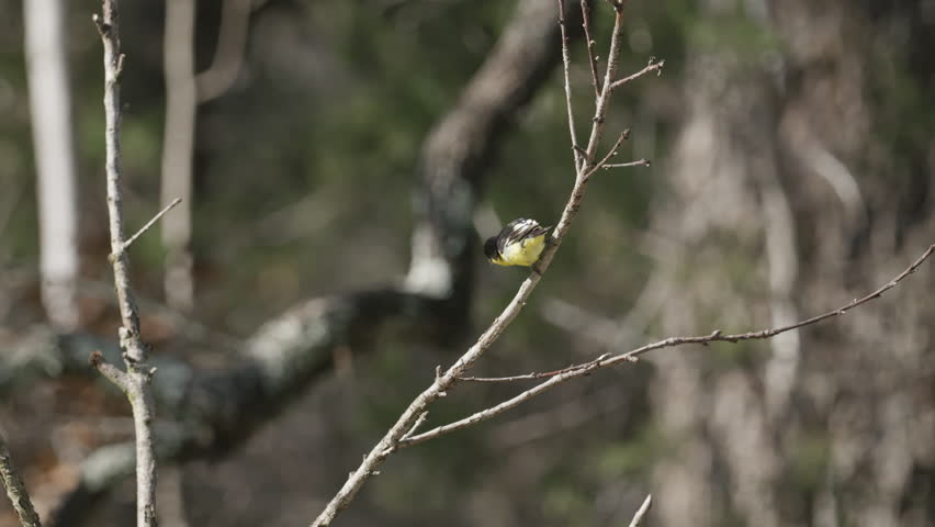 Lesser Goldfinch sitting on a tree branch and jumping away - Spinus Psaltria