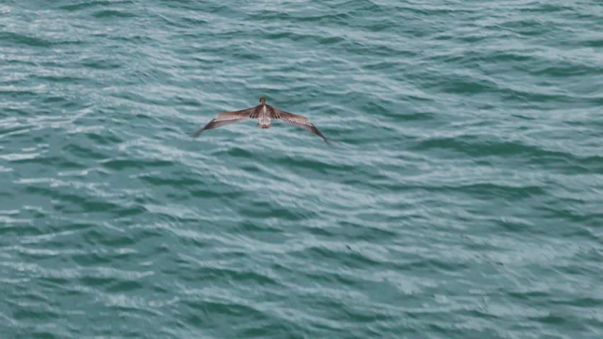 An aerial view shows a pelican soaring over the turquoise waters of Costa Rica, capturing natures essence in this tropical paradise and highlighting the richness of biodiversity and outdoor beauty