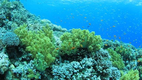 HD Video clip of Tropical Fish on underwater coral reef in ocean