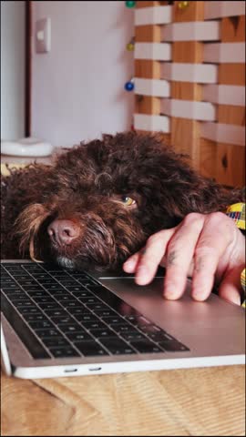 Brown lagotto romagnolo dog sleeping on laptop keyboard while owner is typing and petting it