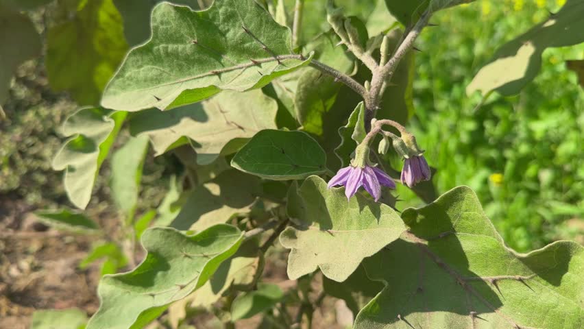 Purple flower blooming on the eggplant genus plant (Solanum melongena) with thorns on the leaf surface.