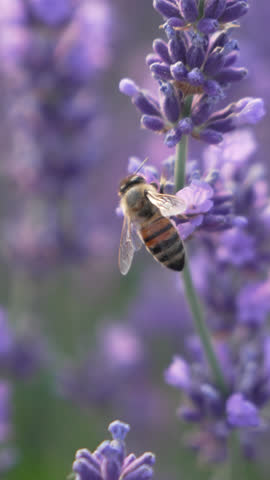 Bee Gathering Nectar from Lavender Flowers