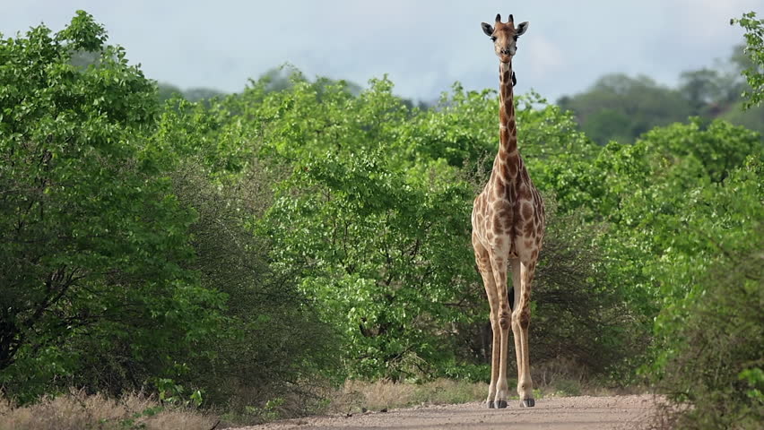 Lone tall giraffe chews cud on dirt road in windy green bushveld trees