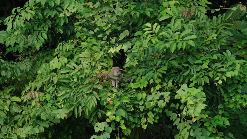 Long-Tailed Macaque On Tree Branch With Dense Foliage In Khao Sok, Thailand. Static Shot