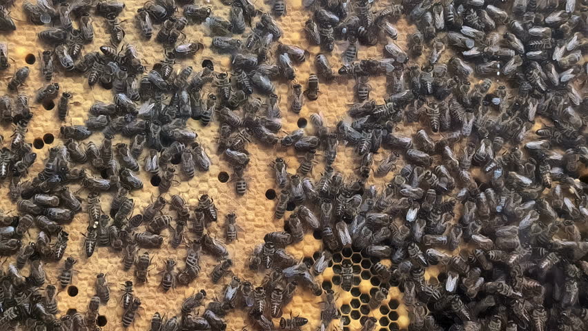 Large swarm of honeybees moves across a honeycomb structure, actively working together, natural backdrop background vibrating