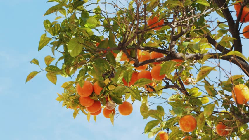 Juicy ripe oranges fruit branch of the orange tree in the garden on blue sky background. High quality 4k footage
