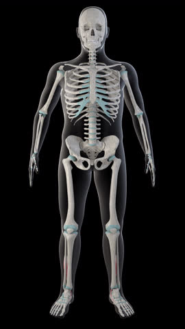 This 3d animation shows the flexor hallucis longus muscles on whole man body