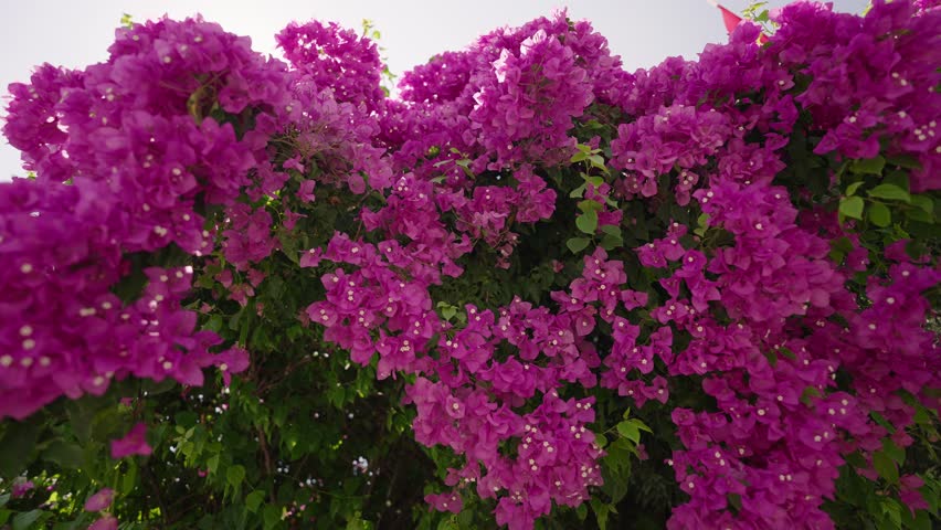Vibrant purple bougainvillea flowers cascading along sunlit wall, gently swaying with soft breeze against clear backdrop of serene sky