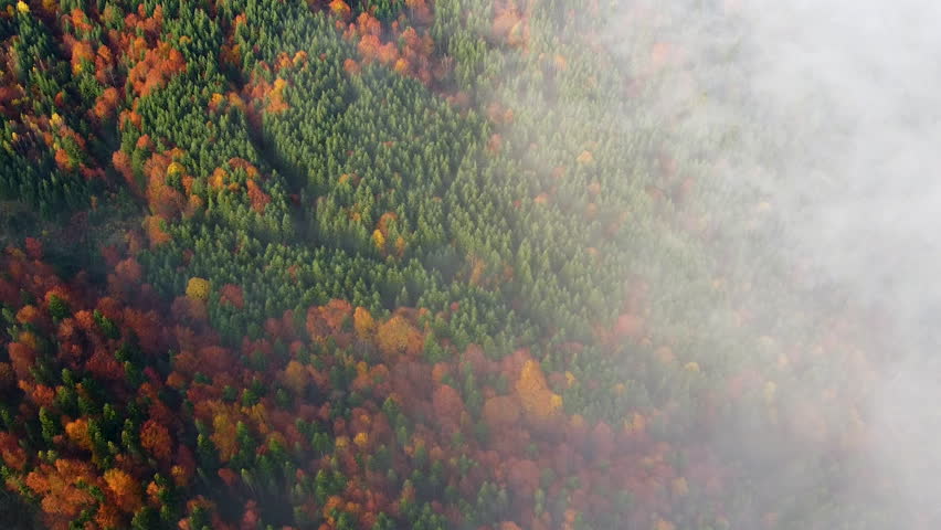Aerial view of vibrant autumn forest. Trees adorned with mix of red, orange, yellow and green foliage. Layer of mist weaves through valley. Hills in background covered with dense forests.