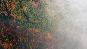 Aerial view of vibrant autumn forest. Trees adorned with mix of red, orange, yellow and green foliage. Layer of mist weaves through valley. Hills in background covered with dense forests. - Powered by Shutterstock - Get 15% off with code: PIKWIZARD15