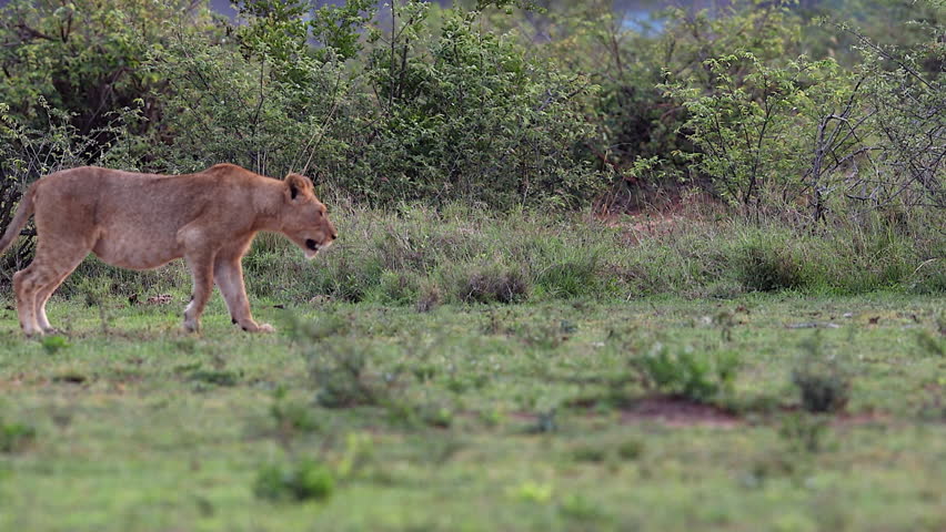 Heavily pregnant lioness limps, hobbles across frame with injured leg