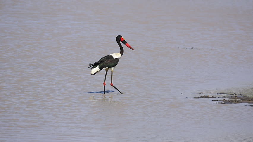 Saddle-billed stork wades in shallow river water looking for food