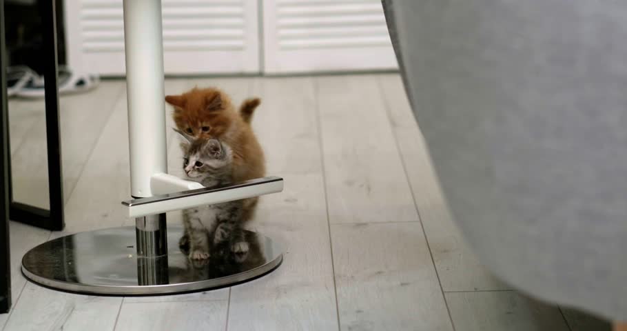 fluffy Maine Coon cat relaxes on grey floor while two small kittens play nearby, exploring its surroundings, scene peaceful and loving home environment, pet bonding, feline family, domestic harmony