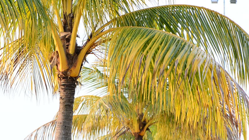 Wind Blowing Through Trees Sound Effect Free Download