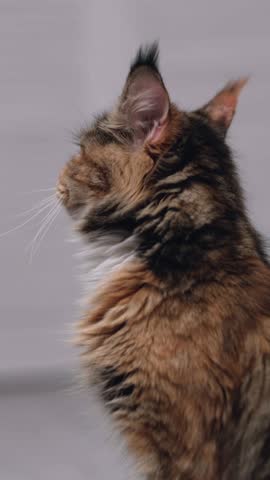 Portrait fluffy Maine Coon cat with large ears and expressive eyes at home, looking at camera with an intense yet calm expression, home life pet portrait, feline beauty, elegant appearance