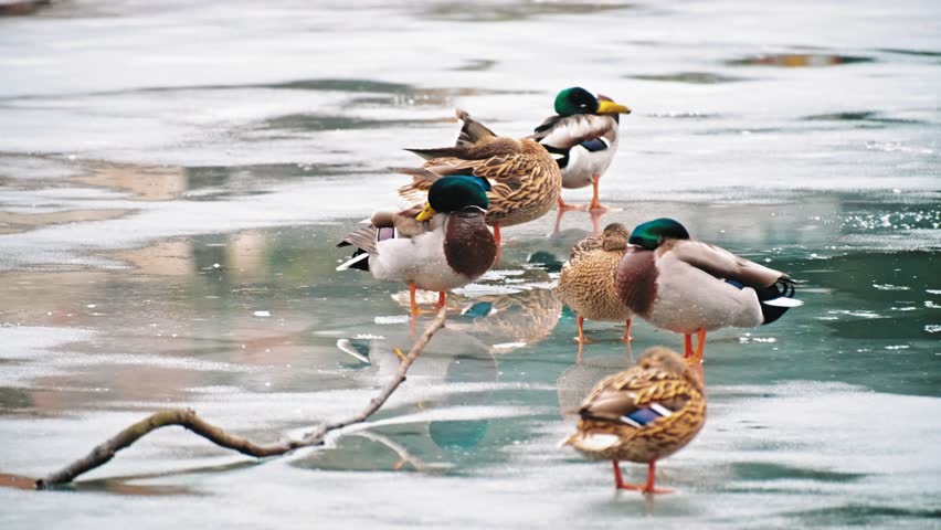 Beautiful Graceful Waterfowl Mallard Duck Birds Resting on Frozen Thawing Pond on Late Winter Day
