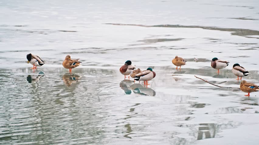 Beautiful Graceful Waterfowl Mallard Duck Birds Resting on Frozen Thawing Pond on Late Winter Day