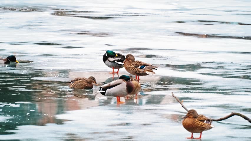 Beautiful Graceful Waterfowl Mallard Duck Birds Resting on Frozen Thawing Pond on Late Winter Day