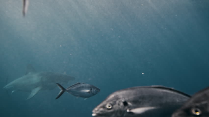Close up slow motion school of fish swimming to reveal a great white shark lurking in the distance, full body view, underwater