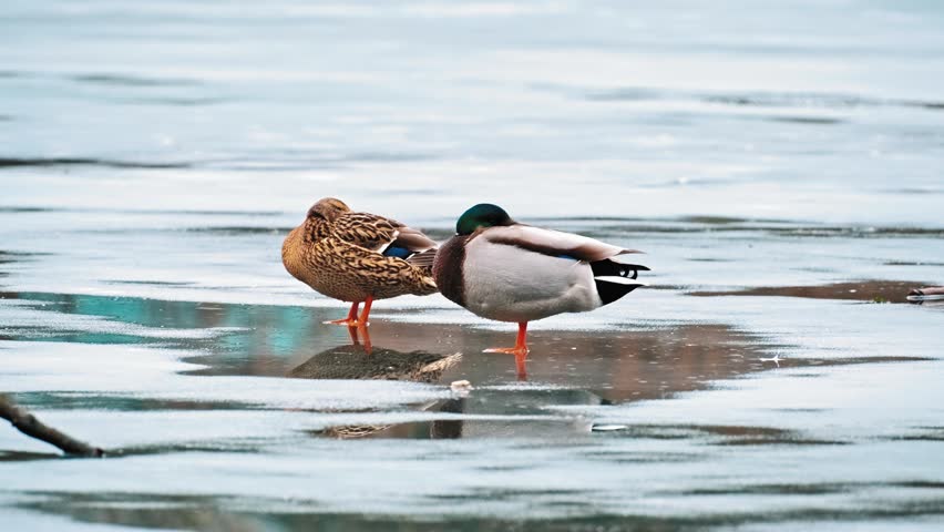 Beautiful Graceful Waterfowl Mallard Duck Birds Resting on Frozen Thawing Pond on Late Winter Day