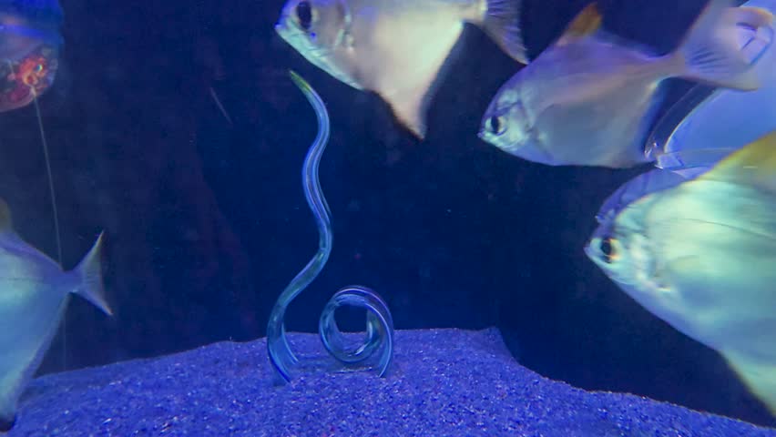 footage of beautiful Silver Dollar swimming in a tank at The Florida Aquarium in Tampa Florida USA