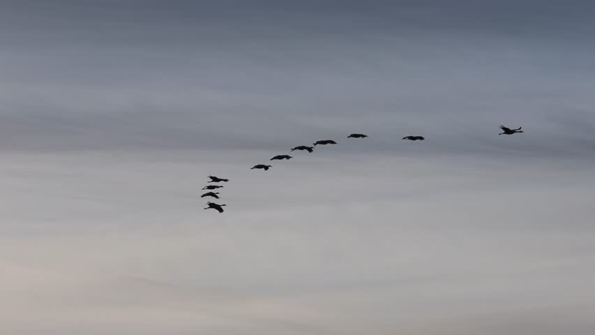 Silhouetted sandhill cranes (Antigone canadensis) glide gracefully at dawn over Honey Lake Wildlife Area in Lassen County, California, showcasing their migratory flight.