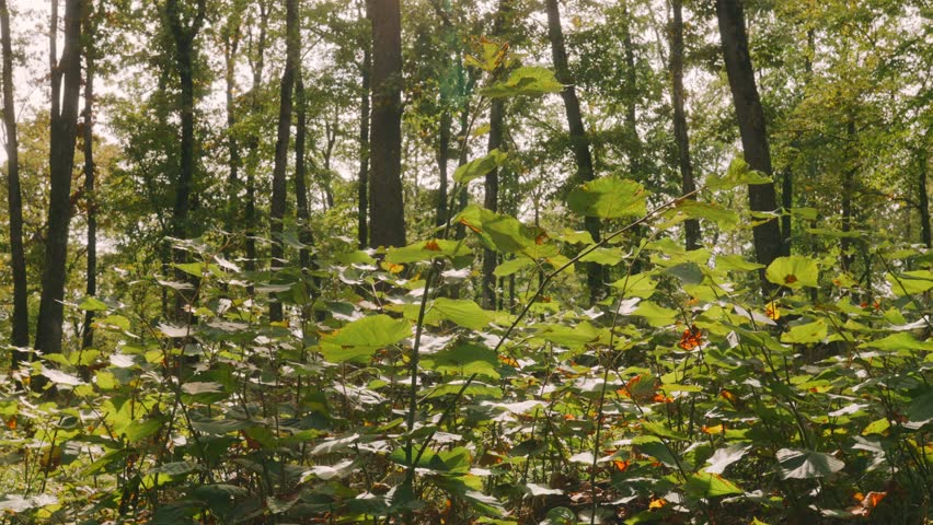 Forest with a lot of green plants and trees. The sun is shining through the trees, creating a peaceful and serene atmosphere