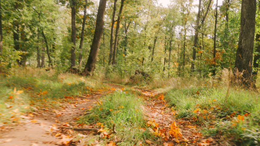Forest with a dirt road in the middle. The road is surrounded by trees and leaves