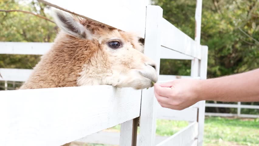 hand feeding cute fluffy alpacas in the farm