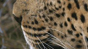 Close up view of whiskers on golden spotted face of African leopard - Powered by Shutterstock - Get 15% off with code: PIKWIZARD15