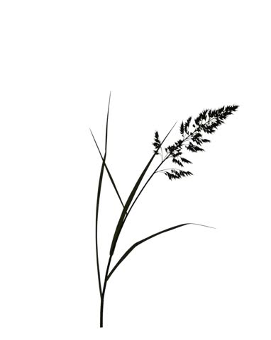 Botanical Grass Silhouette Flowing with Wind