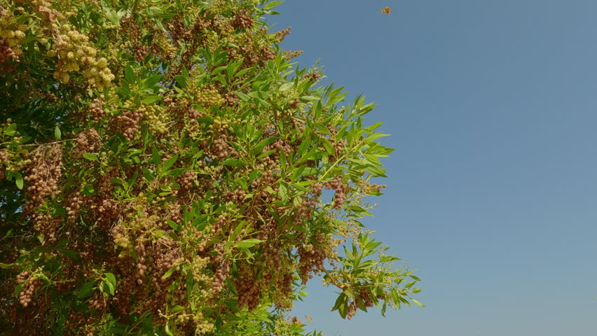 Group of butterflies fly around a green tree on a blue sky background, Slow motion of butterfly flying on blue sky background