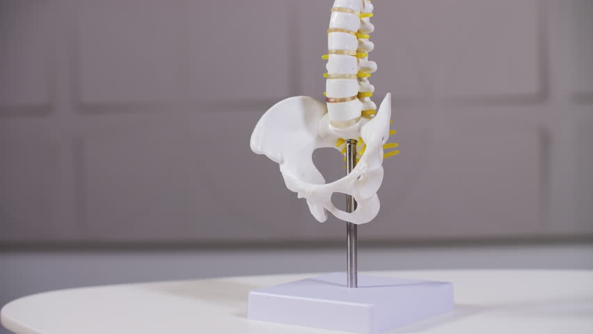 Human Spine and Pelvis Anatomical Model