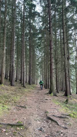 A cyclist wearing a green jacket rides along a dirt path through a dense pine forest. Tall trees create a natural corridor, adding depth to the scene.