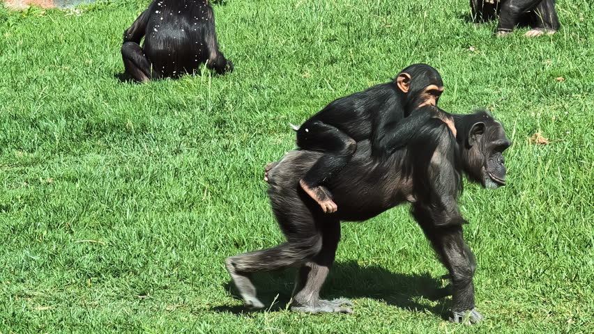 Chimpanzee mother carries baby across grass, child cradling mother while other chimps roam nearby