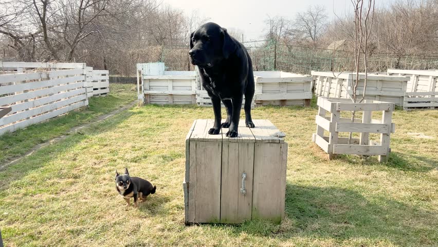 Two dogs in the garden. Labrador retriever and a black chihuahua. Pets, dogs.