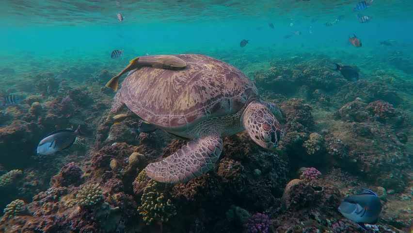 Close-up of Red Sea Clown Surgeonfish, Acanthurus sohal swims around and attacks a Great Green Sea Turtle, Chelonia mydas, a turtle eating small algae from the coral reef top in morning