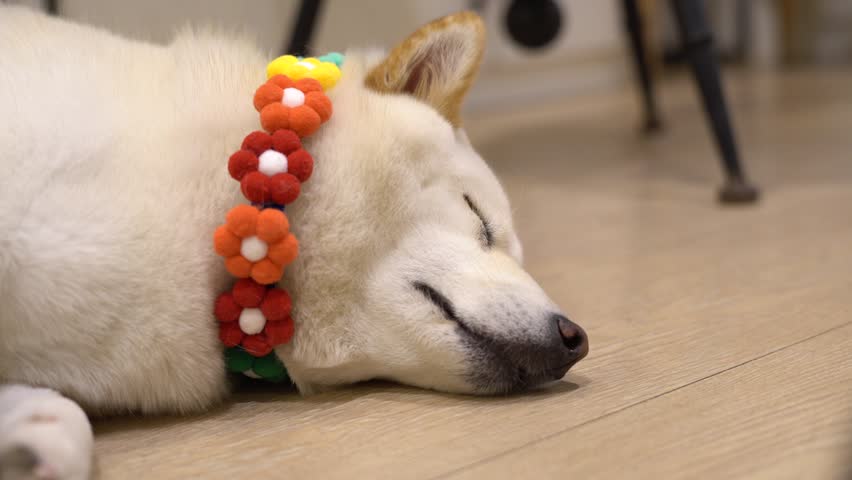 A pet dog sleeping on the floor