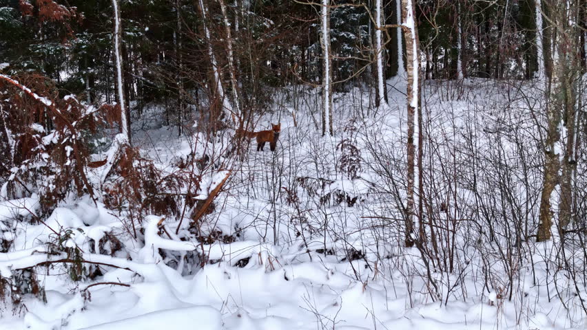 Lone red fox in snowy winter forest finds a friend, slow motion