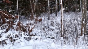 Lone red fox in snowy winter forest finds a friend, slow motion - Powered by Shutterstock - Get 15% off with code: PIKWIZARD15