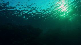 Morning light breaking through surface of water over coral reef in backlit at dawn, Slow motion, Panorama of coral reef at dawn in contre-jour, Bottom view of marine life on coral reef at sunrise - Powered by Shutterstock - Get 15% off with code: PIKWIZARD15