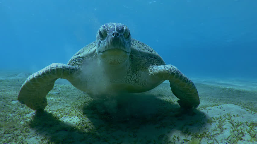 Front view on Sea turtle feeding algae on sandy-silty bottom on blue water background, Slow motion of Great Green Sea Turtle, Chelonia mydas eating Smooth ribbon seagrass, Cymodocea rotundata