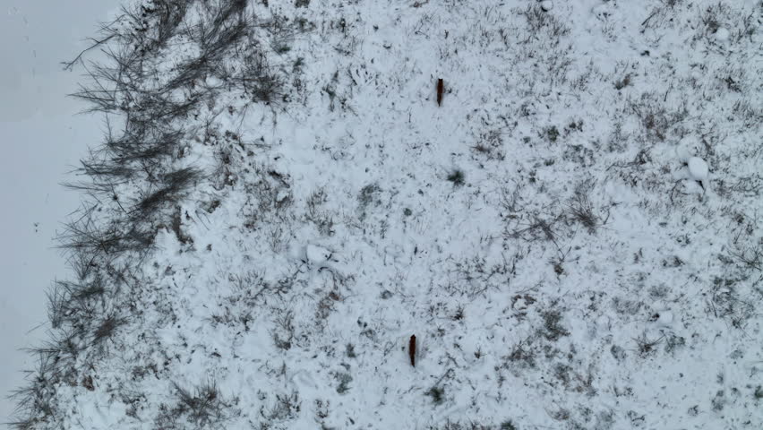 Aerial view featuring snow wolves strolling around snowy forest.