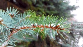 a branch of a green Christmas tree in winter with snow - Powered by Shutterstock - Get 15% off with code: PIKWIZARD15