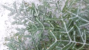 a branch of a green Christmas tree in winter with snow - Powered by Shutterstock - Get 15% off with code: PIKWIZARD15