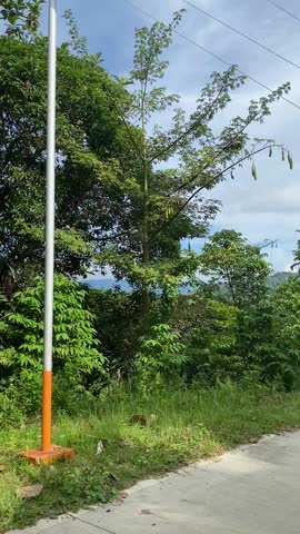 Different trees in the mountain palm trees coconut overlooking view