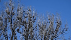 Flock of black birds perched on leafless trees against clear blue sky - Powered by Shutterstock - Get 15% off with code: PIKWIZARD15