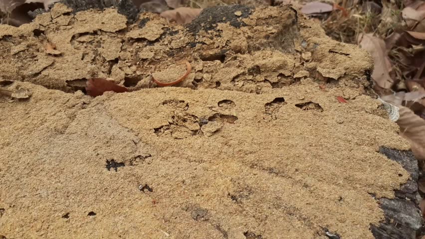 Mushrooms growing on dry tree stumps